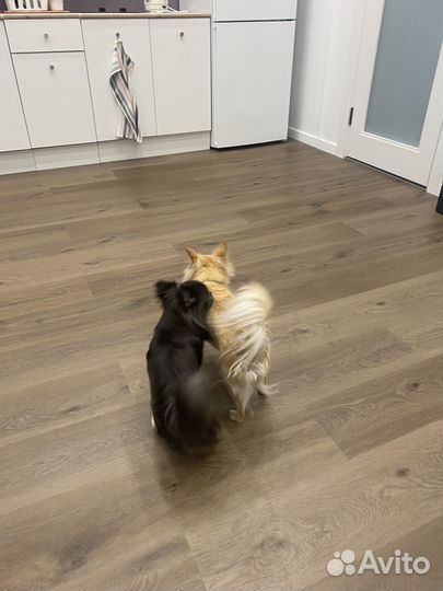 Щенки чихуахуа