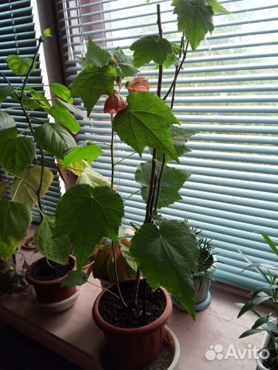 Клен комнатный абутилон