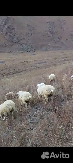 Баранчики 150голов