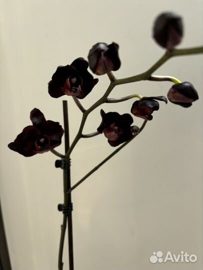 Орхидея фаленопсис