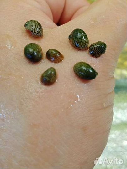 Теодоксус улитка Неретины