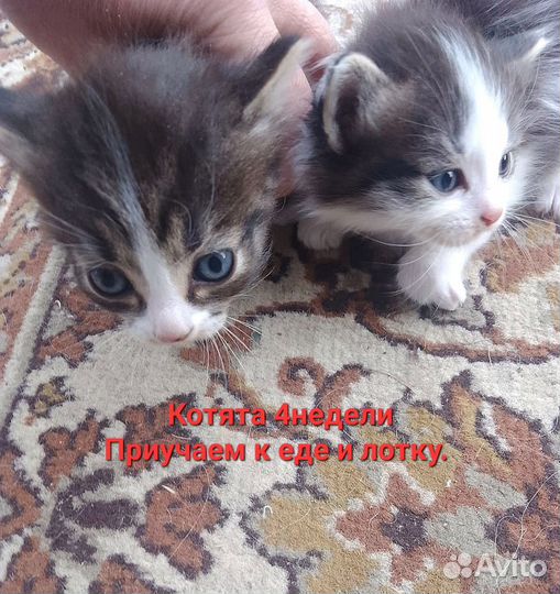 Кошка в дар бесплатно