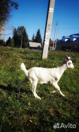 Козочки и козлики от высокоудойных родителей