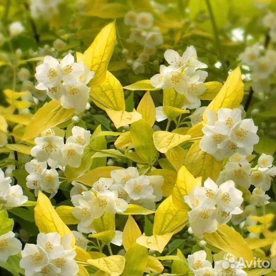 Жасмин Ауреа саженцы