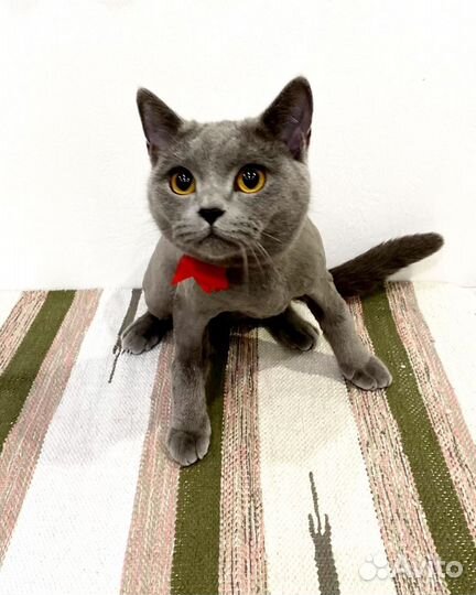 Британская кошечка