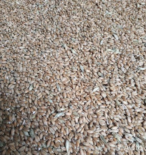 Кормовой ячмень, Фуражный горох корма