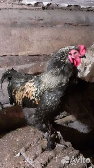 Молодой петух