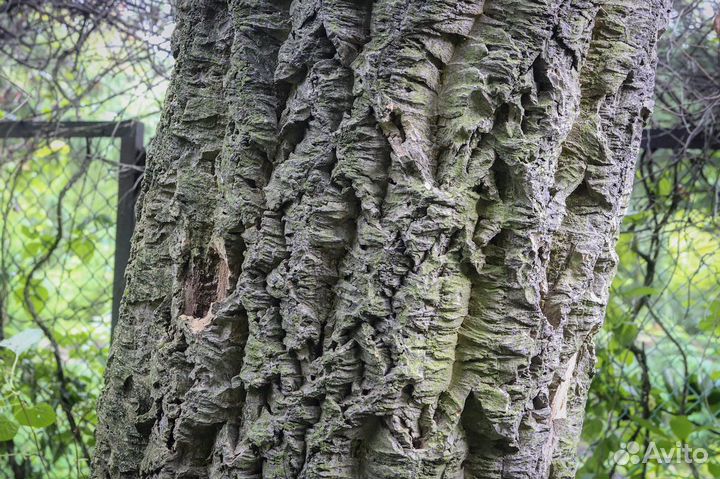 Бархат Амурский семена