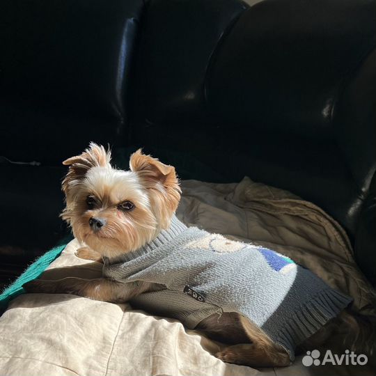 Выгул питомца, зооняня, догситтер