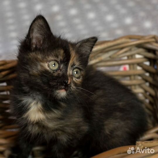 Котенок девочка 2 месяца трехцветная