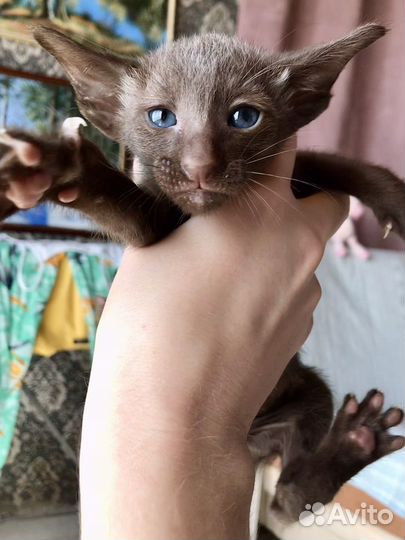 Очаровашки