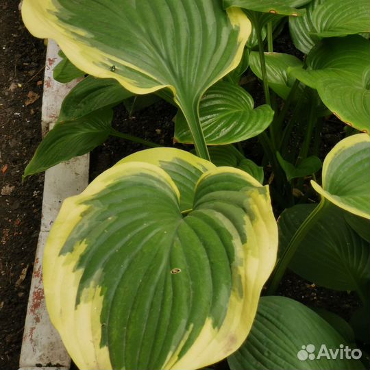 Хоста гиганская