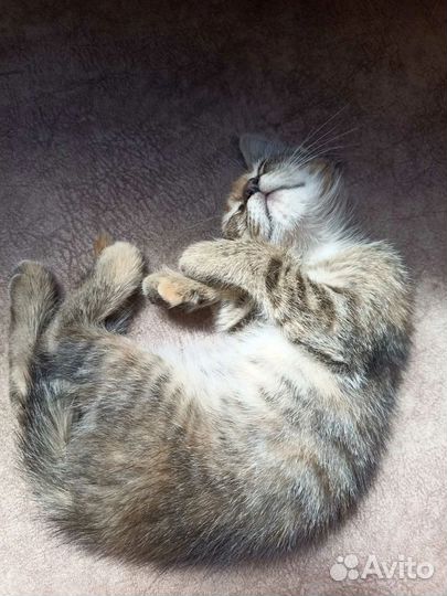 Котята в добрые руки бесплатно