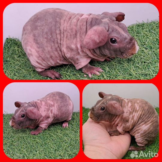 Морская свинка скинни