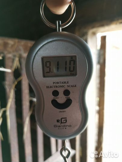 Продам поросят