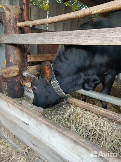 Продам Джерсийского бычка