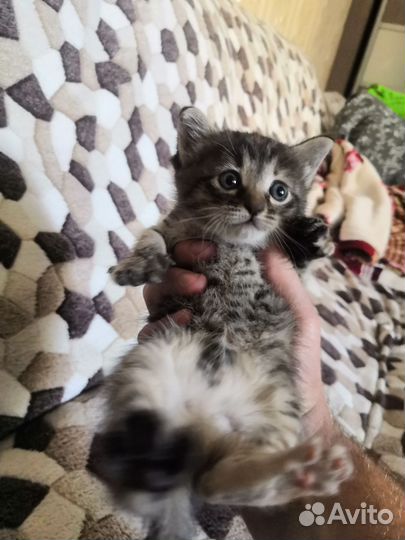 Котенок девочка в добрые руки