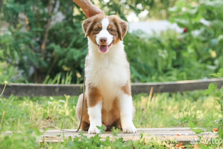 Щенки аусси Австралийская овчарка