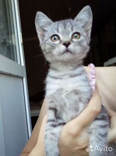 Найдена кошка