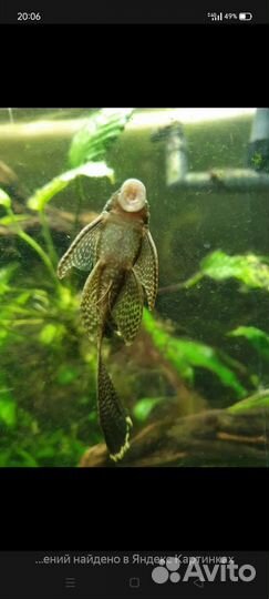 Аквариумные рыбки