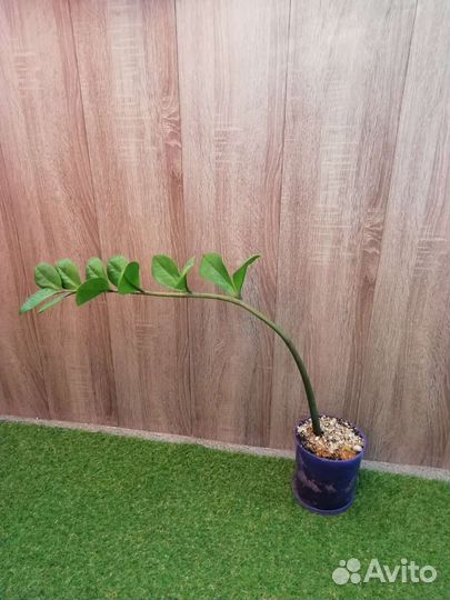 Замиокулькас