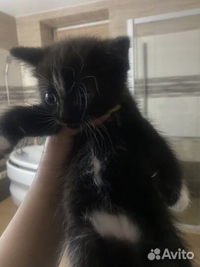 Котята в добрые руки бесплатно