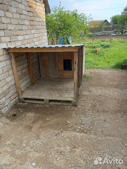 Собачья будка