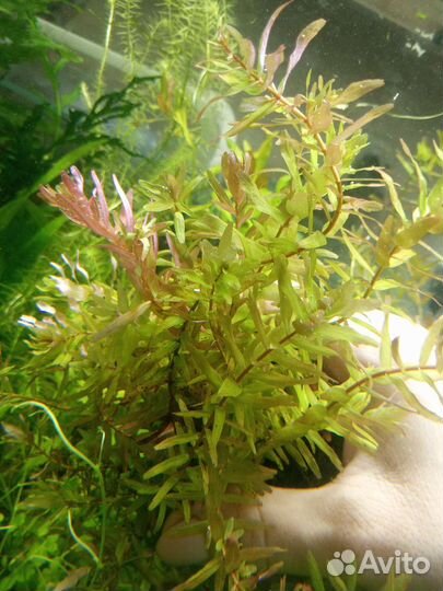 Рыбки растения креветки