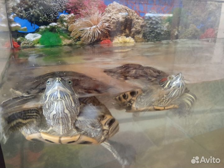 Красноухие черепахи