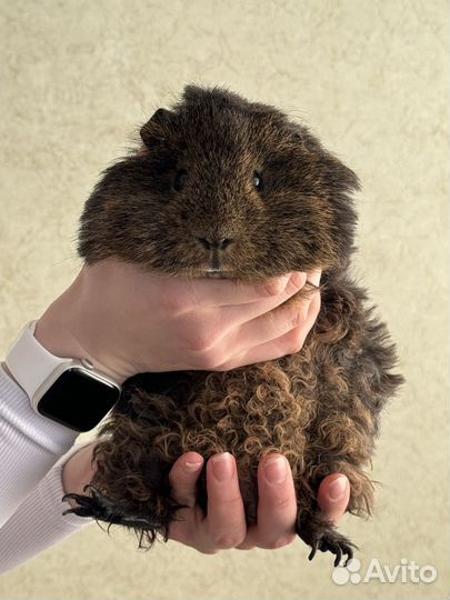 Морские свинки (Лункария / Тедди)