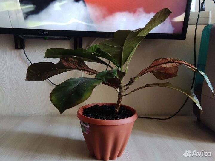 Кодиеум кротон