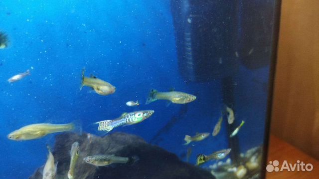 Аквариумные рыбки гуппи