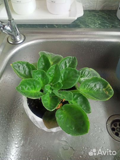 Фиалка. Колпино