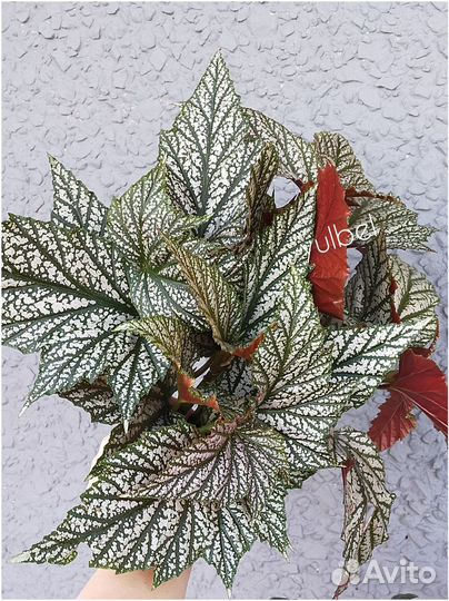 Бегония Кейн тростниковая