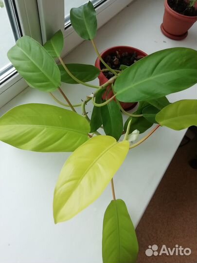 Филадендрон дыня