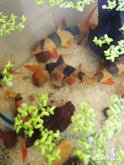 Боция клоун