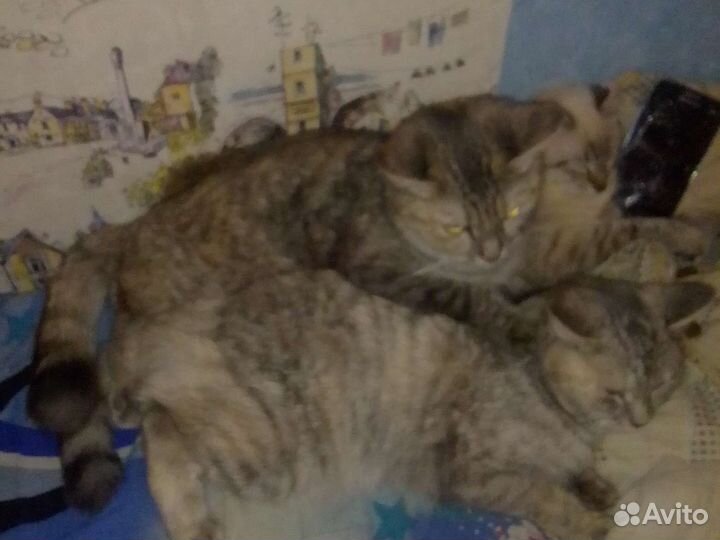 Кошка мутант