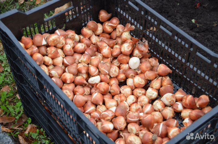 Луковицы тюльпан Голландия (после выгонки)