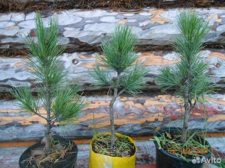 Саженцы привитого кедра