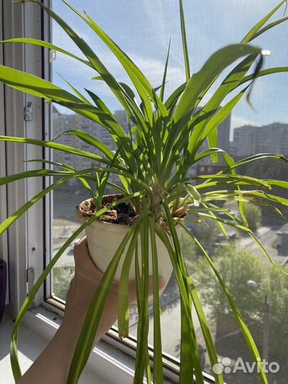 Хлорофитум