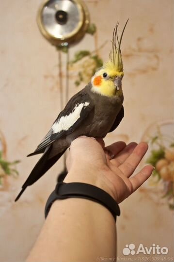 Ручные кореллы