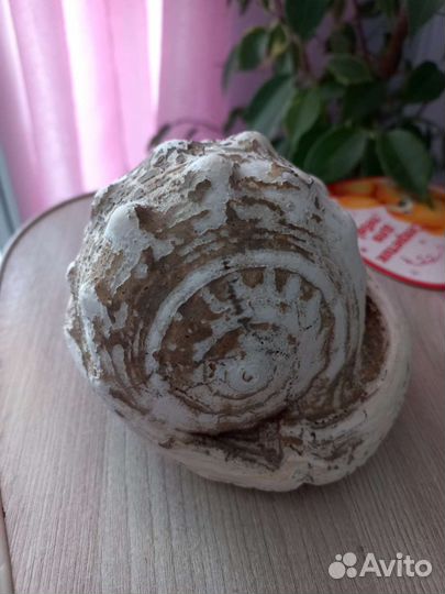 Ракушка