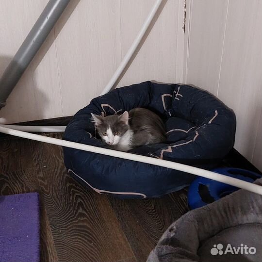 Пушистый мальчик (из приюта)