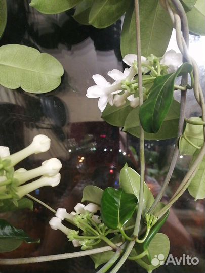 Стефанотис