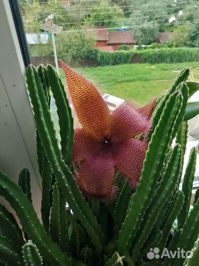 Стапелия Грандифлора