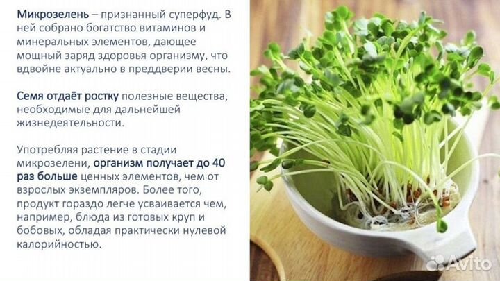 Микрозелень