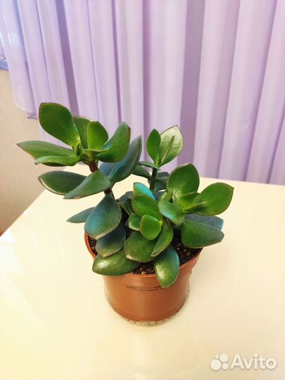 Крассула толстянка