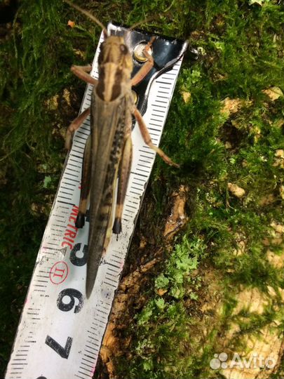 Саранча кормовая