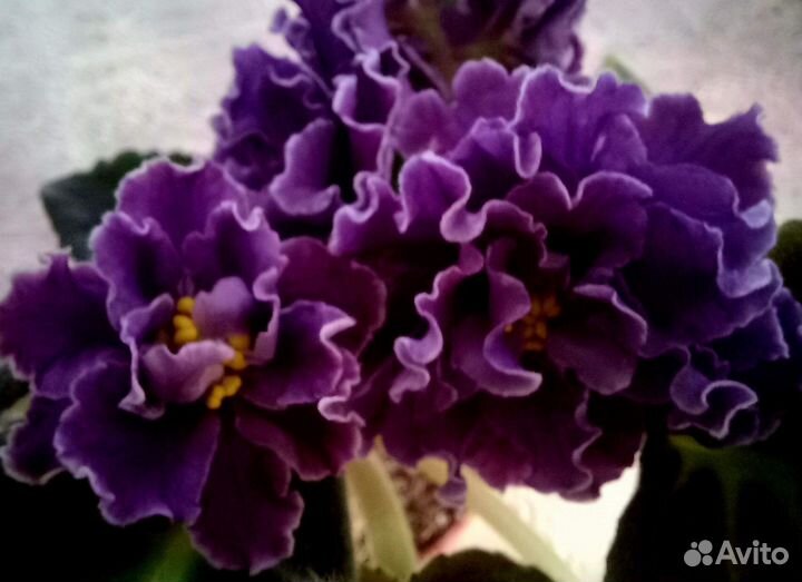 Сортовые фиалки