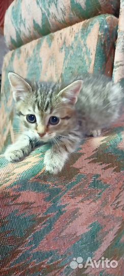 Котята в дар